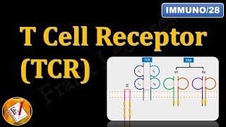 T Cell ReceptorTCR and CD3 FLImmuno28 [upl. by Avilo424]