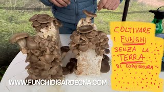 Coltivare i funghi cardoncelli in casa SENZA TERRA di copertura Tutorial FunghidiSardegna [upl. by Yauqaj25]