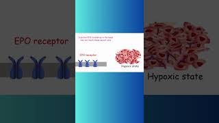 Erythropoietin EPO and CANCER cancer erythropoietin biochemistry hypoxia physiology epo [upl. by Fitz]