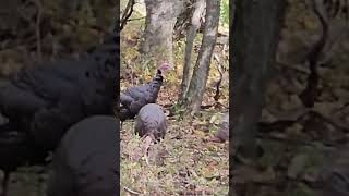 4 gobblers feeding wildturkeys wv westvirginia hunting nature birds shortvideo shorts fyp [upl. by Schreiber510]