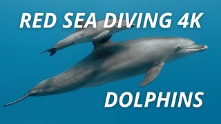 4K Diving with wild dolphins in the Red Sea of Egypt [upl. by Boardman313]