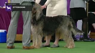 Otterhounds  Breed Judging 2019 [upl. by Amador]