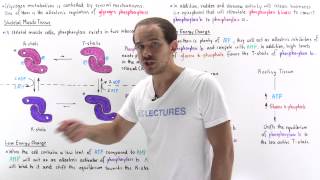 Regulating Glycogen Breakdown in Muscle [upl. by Gennaro]