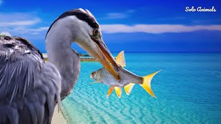 Heron Heron Sound  Great Blue Heron Call  Heron Bird Sound  Blue Heron Call  Solo Animals [upl. by Melvyn]