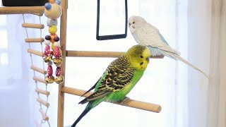 3 Hour Budgie Sounds for Lonely Budgies [upl. by Ostraw225]