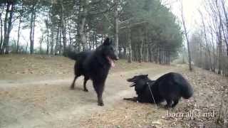 Groenendael Bourne Walking in the spring forest [upl. by Fugate]