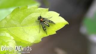 Condylostylus sp  LongLegged Fly Dolichopodidae [upl. by Anuahsal241]