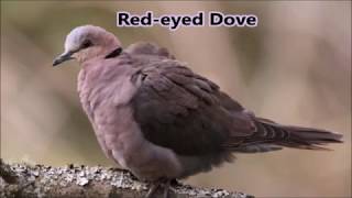 7 dove calls of the Eastern Cape [upl. by Percival]