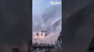 Starlings create stunning spectacle with dance during sunset murmuration [upl. by Rubie]