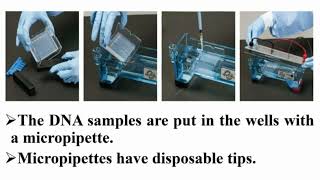 Casting and Running Precautions of Agarose Gel Electrophoresis [upl. by Dadivitan]