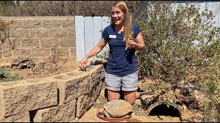 Creature CloseUps with Mrs Q Mr T the Sonoran Desert Tortoise [upl. by Ayet]