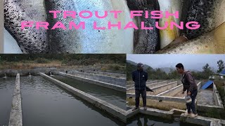 Trout Fish Fram vlogs [upl. by Latsyrhc]