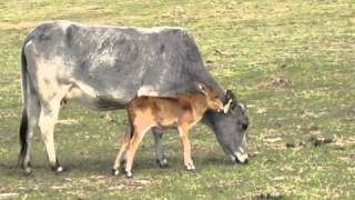 Miniature Zebu for sale  Allie O [upl. by Yelrahs362]