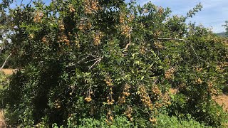 Longan care from flower to harvest [upl. by Caughey]