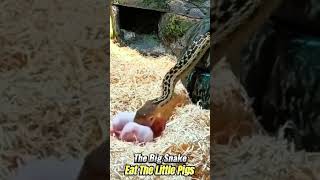 The Big Snake Eat The Little Pigs One By One AnimalWorld Snake HeartbeatCPChallenge SnakeBrother [upl. by Thorner]