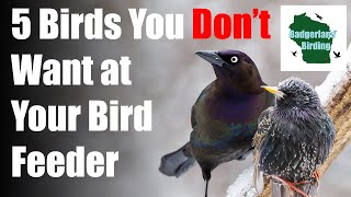 5 Common Backyard Birds You DONT WANT at Your Bird Feeder [upl. by Nova]