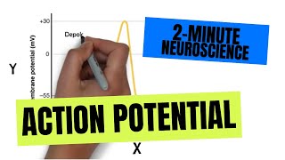 2Minute Neuroscience Action Potential [upl. by Nediarb]