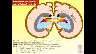 Magdy SaidAnatomy seriesNeuroanatomy13latventtela choroideaseptum pellucidumavi v1 [upl. by Llahsram]