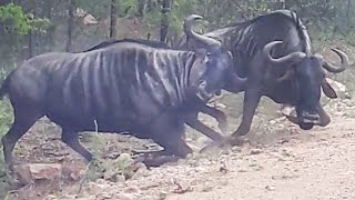 Wildebeest Helps His Dying Friend Back Up [upl. by Borman]