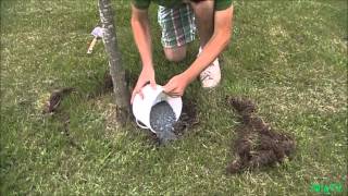 How To fertilize an Established Plant or Tree [upl. by Heti649]