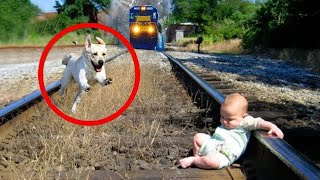 Hero Dogs That Saved Human Lives  Best Moments 2024 [upl. by Markman]