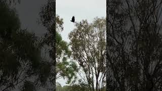 Red Tailed Black Cockatoos feeding in an old gum tree [upl. by Bravin337]