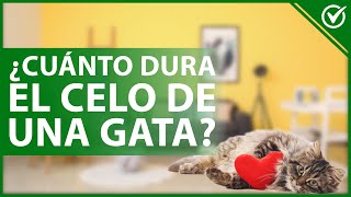 😽 ¿Cuánto TIEMPO en promedio dura el CELO de una gata  Detalles de su sexualidad 😽 [upl. by Seraphine854]