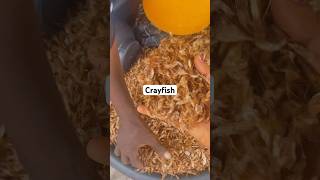 Crayfish Market crayfish market cooking food lifestyle viralvideo shorts short fyp foryou [upl. by Kerk]