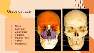 Osteologia e inervação  ESPLANCNOCRANIO [upl. by Holey]