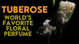 Tuberose The Worlds Most Fragrant Flower Used In Perfumery [upl. by Gustafsson672]