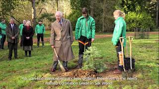 Wollemi pine planting video [upl. by Lehcar]