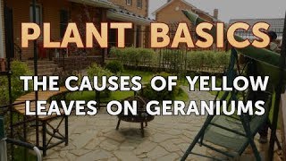 The Causes of Yellow Leaves on Geraniums [upl. by Lockhart781]