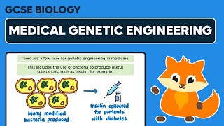 Genetic Engineering in Medicine  GCSE Biology [upl. by Blackmore]