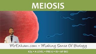 Cell Replication  Meiosis  Post 16 Biology A Level PreU IB AP Bio [upl. by Einnalem]