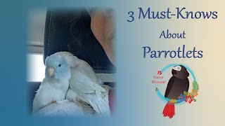 3 IMPORTANT Things You Should Know About Parrotlets ParrotBliss parrotlet [upl. by Tnattirb]