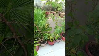 how to water indooroutdoor plants [upl. by Olivann]