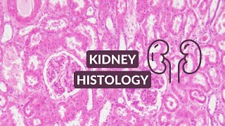 Kidney Histology Video Made Easy  Kidney Under the Microscope [upl. by Sellers]