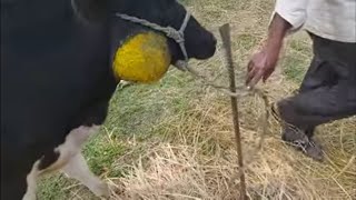 HOW VET TREATED LUMPHY JAW ACTINOMYCOSIS COW WITH SEVERE FEEDING DIFFICULTIES AND SEVERE ABSCESS [upl. by Dnalor191]