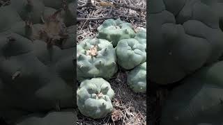 Perfect Lophophora diffusa specimen in habitat right where it belongs Looks like a cultivar right [upl. by Atinahs]