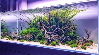 Watch this Aquascape get DESTROYED [upl. by Ebneter]