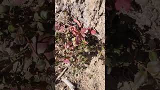 Mahonia now Berberis species in Bryce Canyon Utah [upl. by Arok]