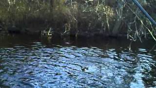 Pickerel fishing in South Toms River nj [upl. by Hayimas]