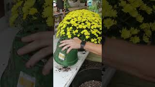 How to Repot a Mum [upl. by Arriat560]