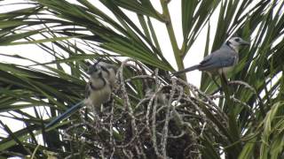 Urraca Copetona  Whitethroated MagpieJay  Calocitta formosa [upl. by Westbrooke868]