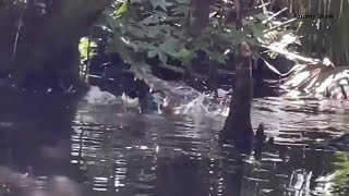 Large gator captured on video eating another alligator in Silver Springs [upl. by Jackelyn]