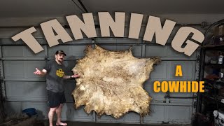 Trying to Tan A Cowhide [upl. by Enomaj]