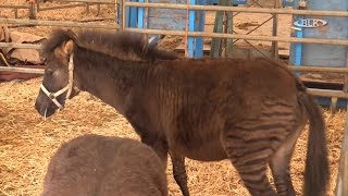 Zebroid Zebra Pferd Hardy Weisheit Circus Afrika [upl. by Raseda]