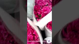 CHRYSANTHEMUMS CHRYSANTHEMUM flowerwholesaleflowersexportflowersflowerfarmingFreshFlowers [upl. by Ynnaffit]