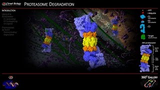 Proteasome Animation 3D Molecular Biology [upl. by Auqenahc368]