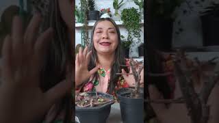 Mejor sustrato para cultivar suculentas es economico y efectivo sustrato plantas jardin flores [upl. by Alenairam249]